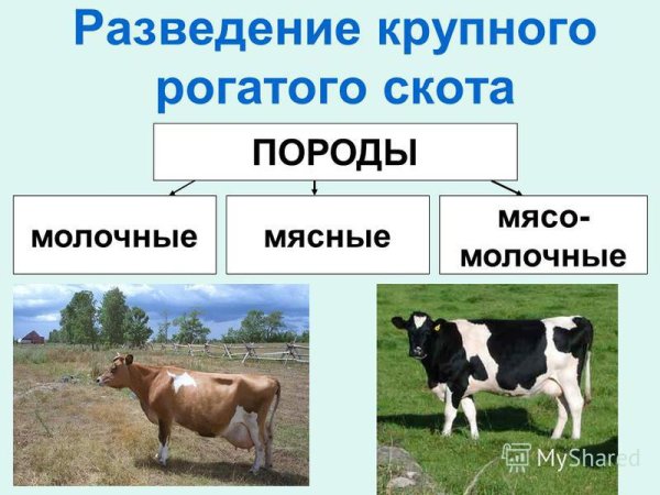 Разведение крупного рогатого скота породы