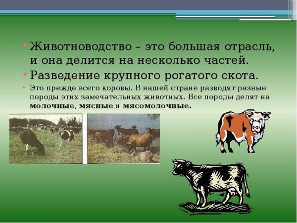 Животноводство делится на отрасли
