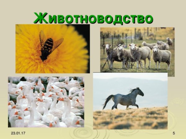 Отрасли животноводства