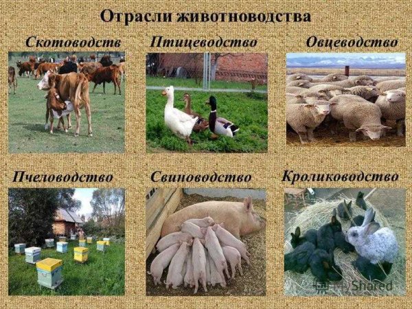 Отрасли животноводства
