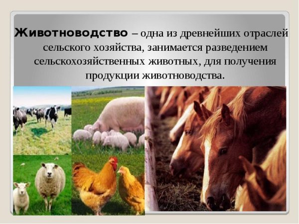 Отрасли животноводства