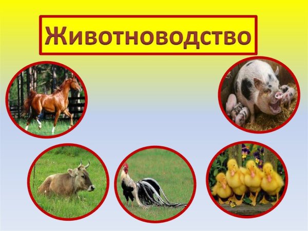Животноводство презентация