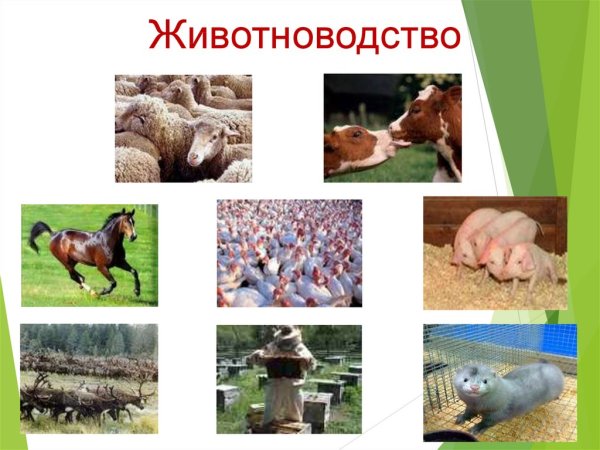 Животноводство презентация