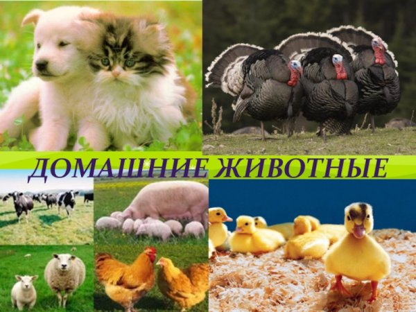 Проект животноводство 3 класс