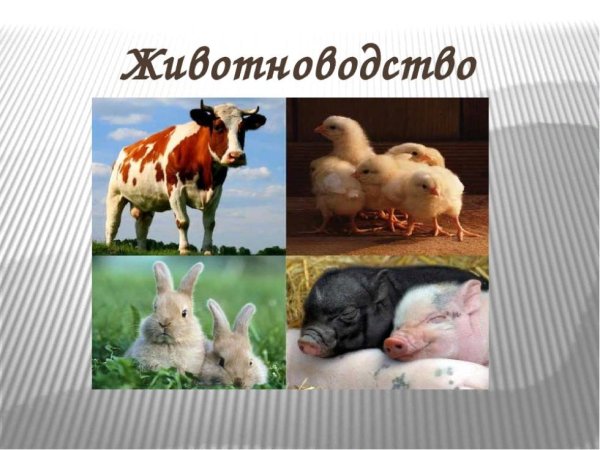 Животноводство в Кемеровской области