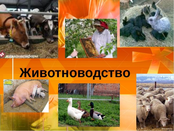 Окружающий мир животноводство