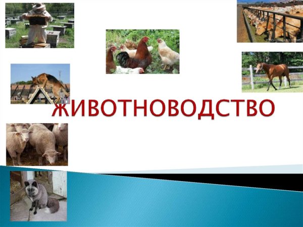 Спасибо за внимание животноводство