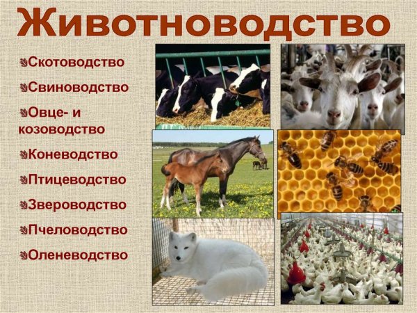 Отрасли животноводства
