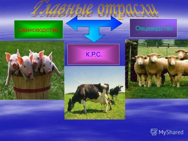 Скотоводство свиноводство овцеводство