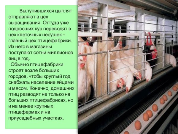 Презентация о труде животноводов