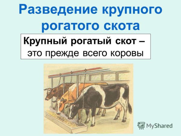 Разведение крупного рогатого скота