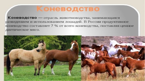 Продуктивное коневодство