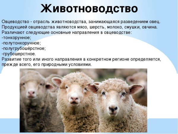 Животноводство отрасль овцеводство 4 класс