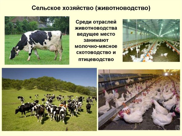 Сельское хозяйство презентация