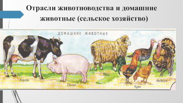 Отрасли животноводства