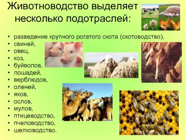 Животноводство делится на