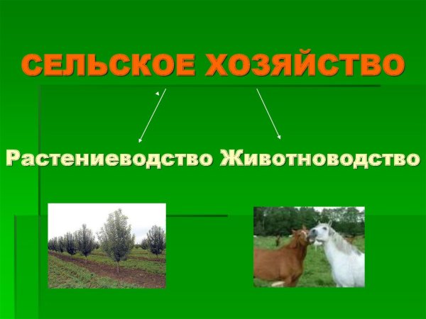 Сельское хозяйство Растениеводство и животноводство