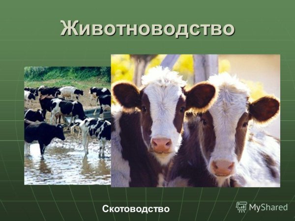 Скотоводство проект