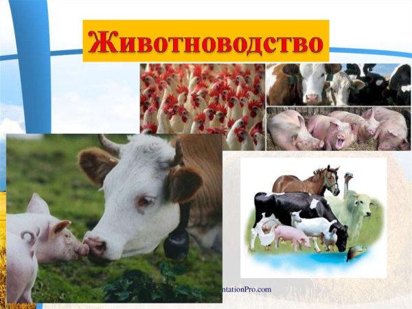 Животноводство слайд
