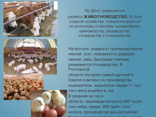 Проект животноводства в Ростовской области