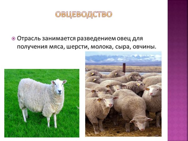 Отрасли животноводства овцеводство