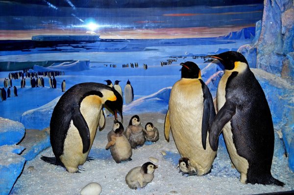 Пингвины композиция композиция пингвины