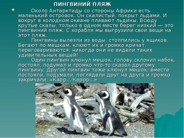 Пингвиний пляж Снегирев