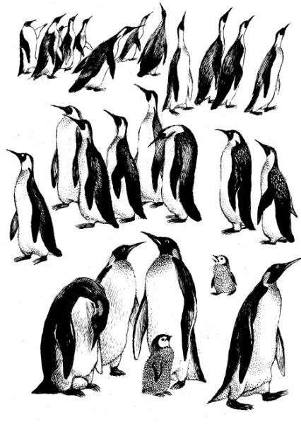 Снегирева про пингвинов