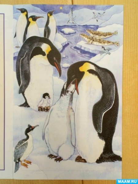 Лепка животные севера подготовительная группа пингвины
