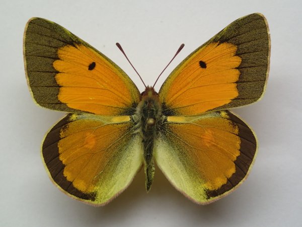 Желтушка Аврорина COLIAS aurorina