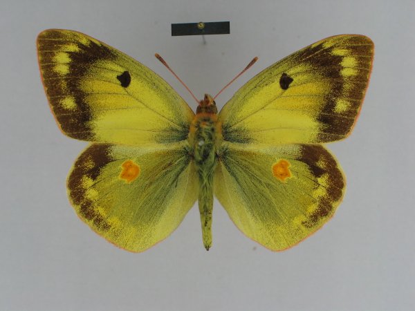 COLIAS erschoffi