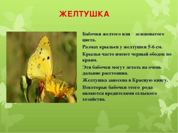 Луговая желтушка бабочка описание