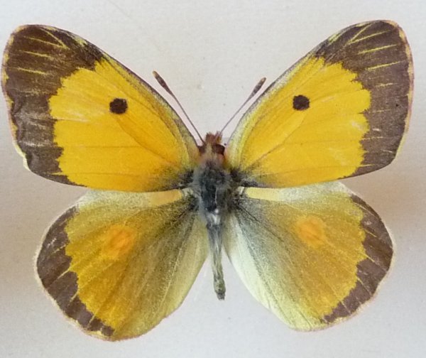 Бабочки Адмирал лимонница желтушка