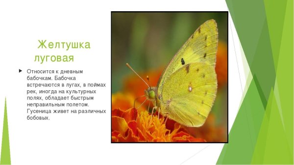 Луговая желтушка бабочка 2 класс