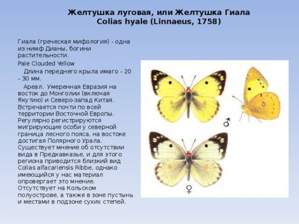 Луговая желтушка бабочка описание