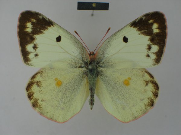 COLIAS alfacariensis