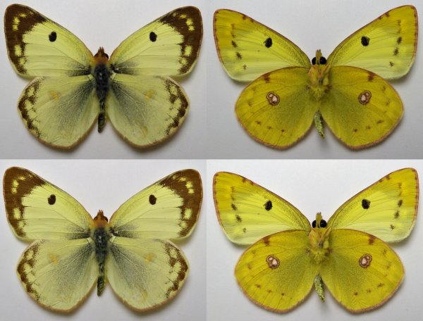 COLIAS hyale (Linnaeus, 1758)