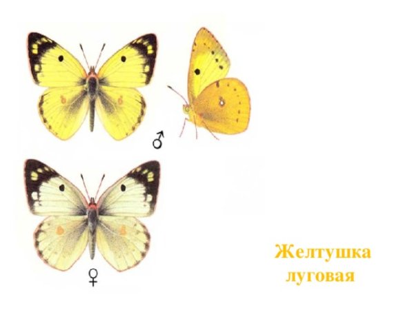 Луговая желтушка бабочка описание