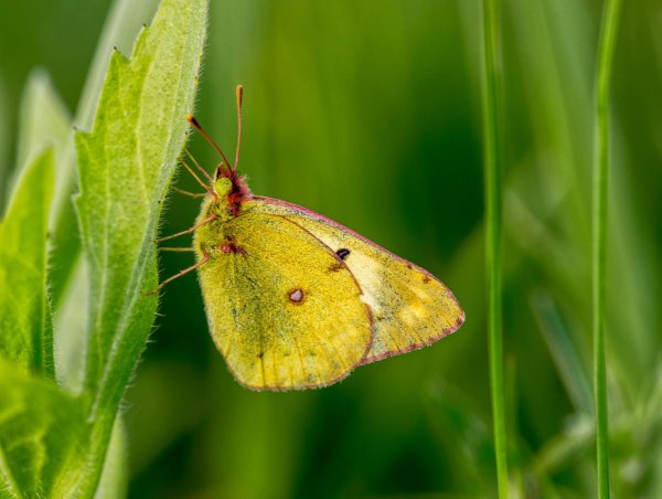 Желтушка Луговая гусеница