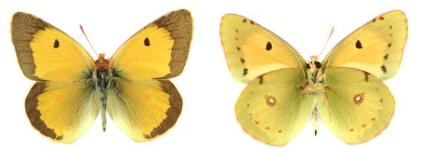 Гибриды COLIAS