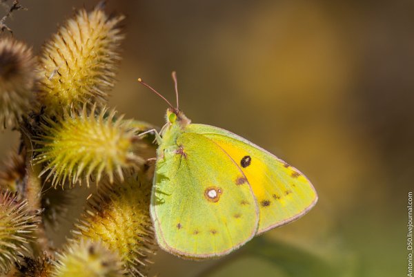 Желтушка Торфяная бабочка