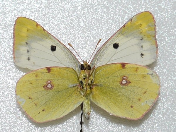 Бабочка желтушка и лимонница