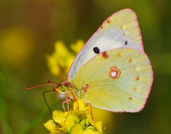 COLIAS croceus