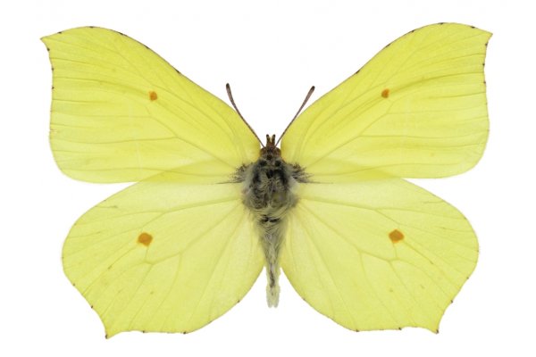 Бабочка лимонница описание