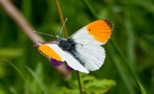 Бабочки пестрянка желтушка Зорька голубянка