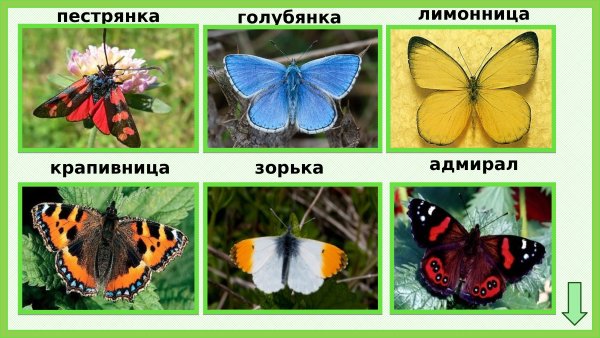 Бабочки пестрянка желтушка Зорька голубянка