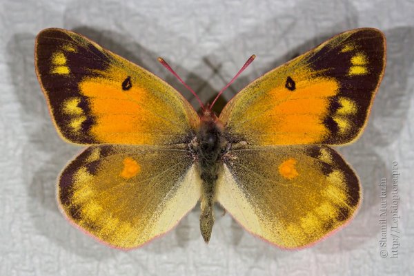COLIAS chrysotheme
