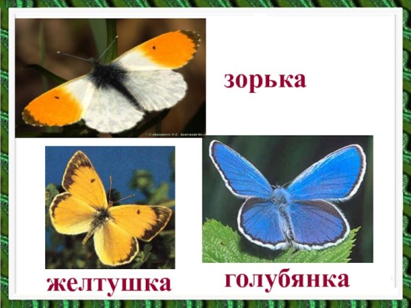 Зорька желтушка фото и описание для детей