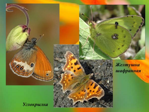 Бабочка желтушка окружающий мир 1 класс