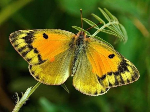 Бабочка желтушка